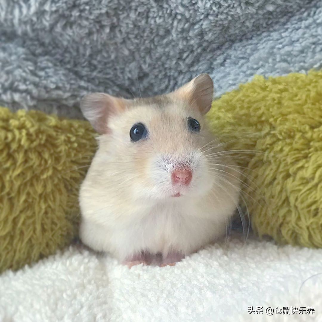 仓鼠也会挑食，不吃白菜改吃鼠粮后，鼠鼠表情萌化饲主