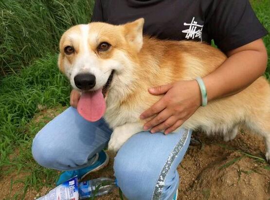 第一次养柯基犬注意什么,养柯基犬需要注意些什么