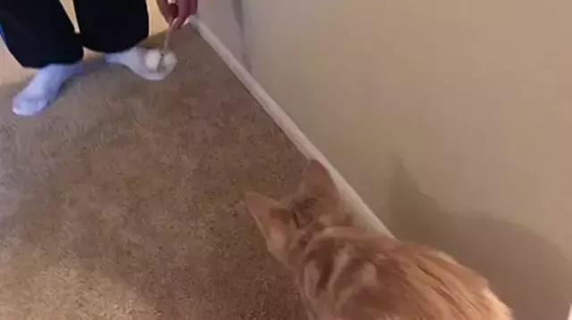 懒人最新逗猫技巧，让小猫玩的根本停不下来