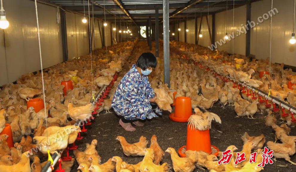 年收入翻了8倍多！肇庆这条村是怎么做到的？