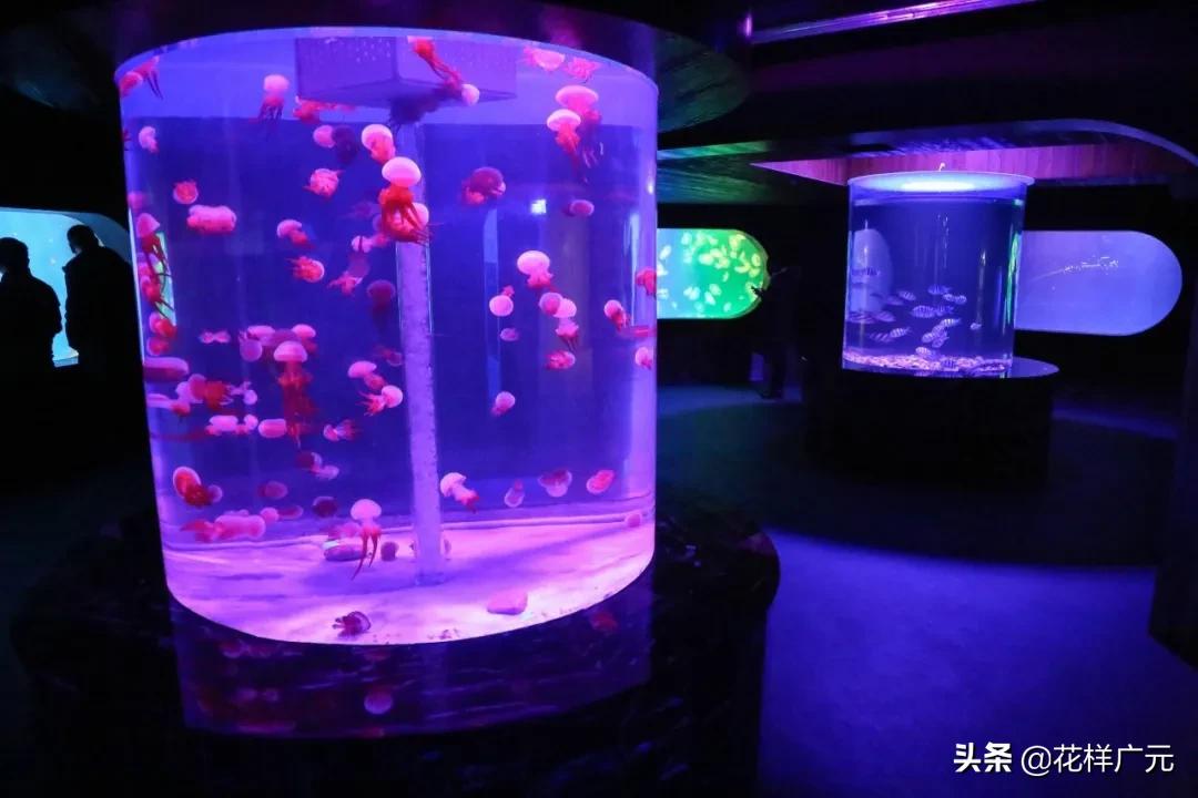 广元卡尔海洋世界,广元市卡尔海洋世界怎么去