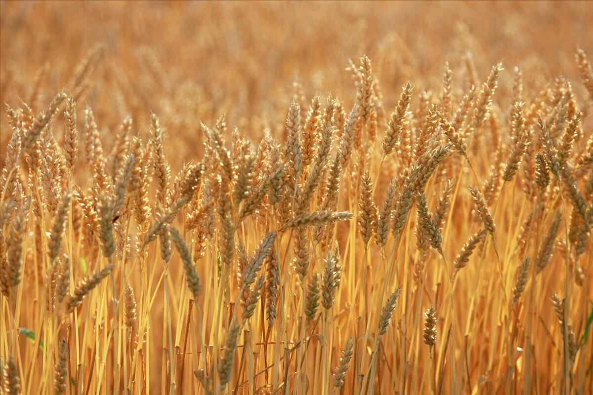 俄罗斯小麦和中国小麦哪个好,中国小麦和欧洲小麦区别