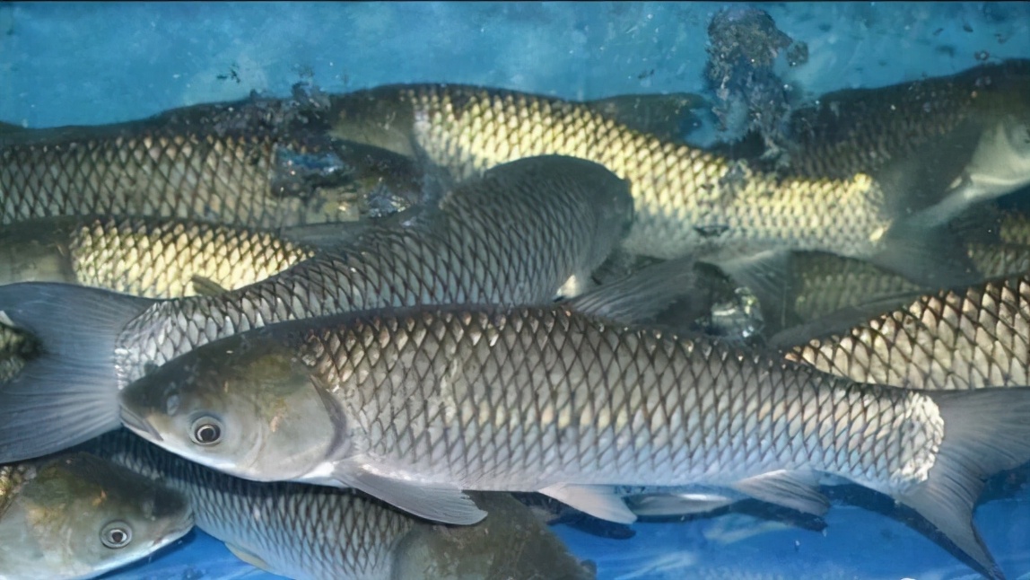 科普鱼类的知识,不同的鱼类生长过程