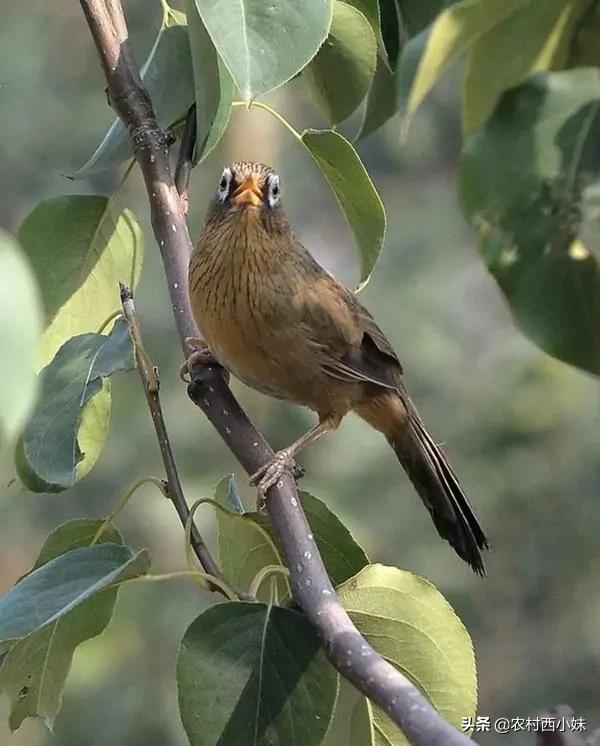 怎样辨别一款画眉鸟饲料的好坏,画眉鸟饲料的选择