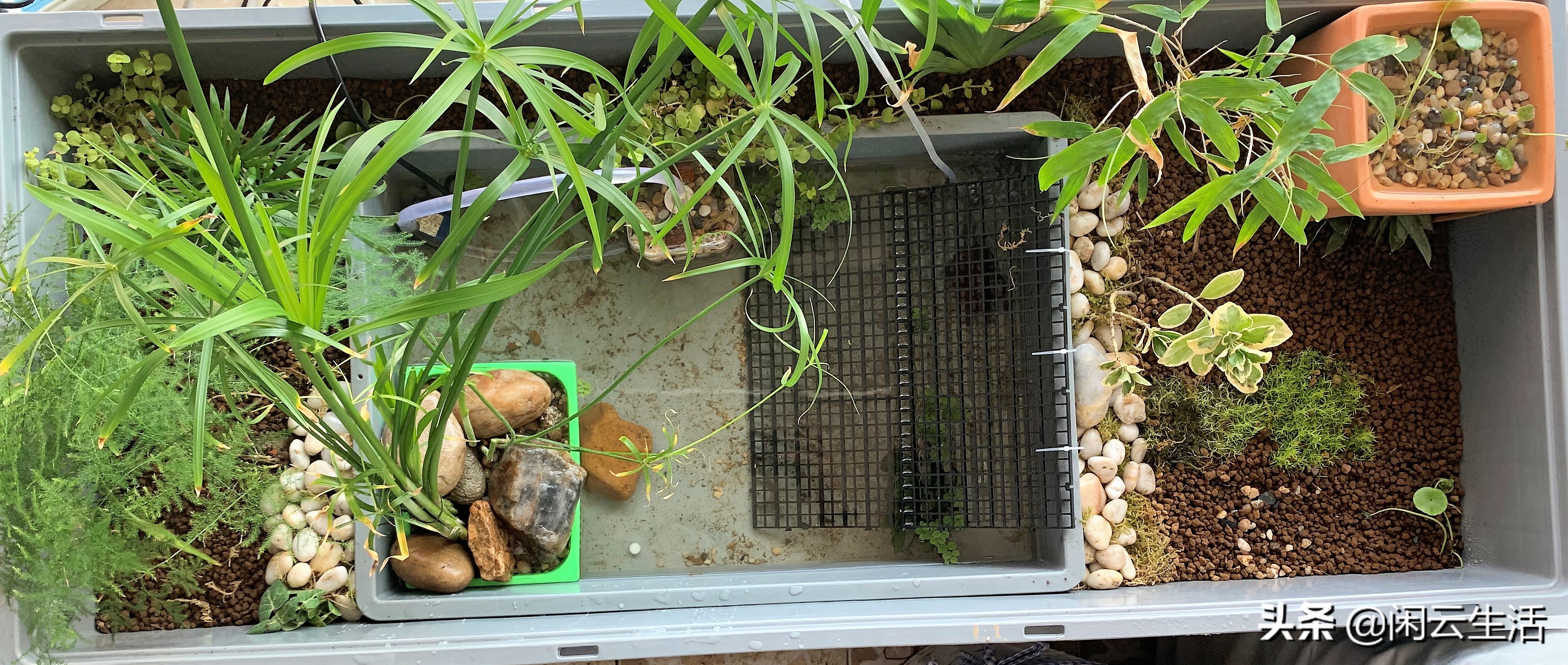 大型草龟家庭饲养环境布置,龟饲养环境怎样布置