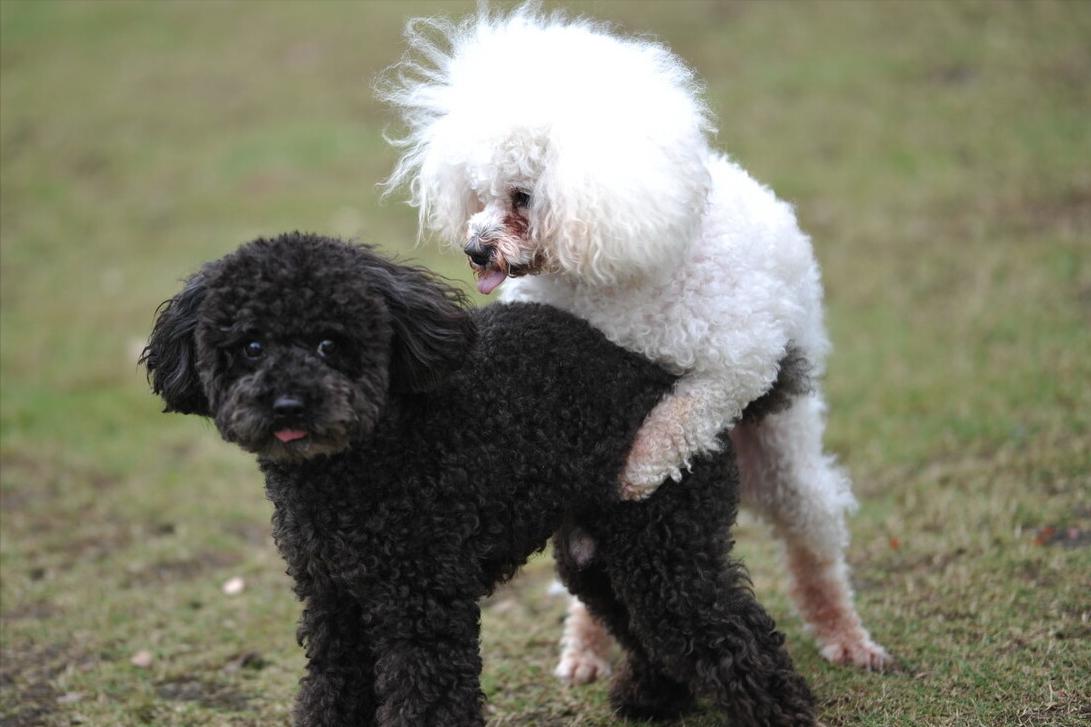 狗狗发情篇：有这些症状的狗子，一定要注意了