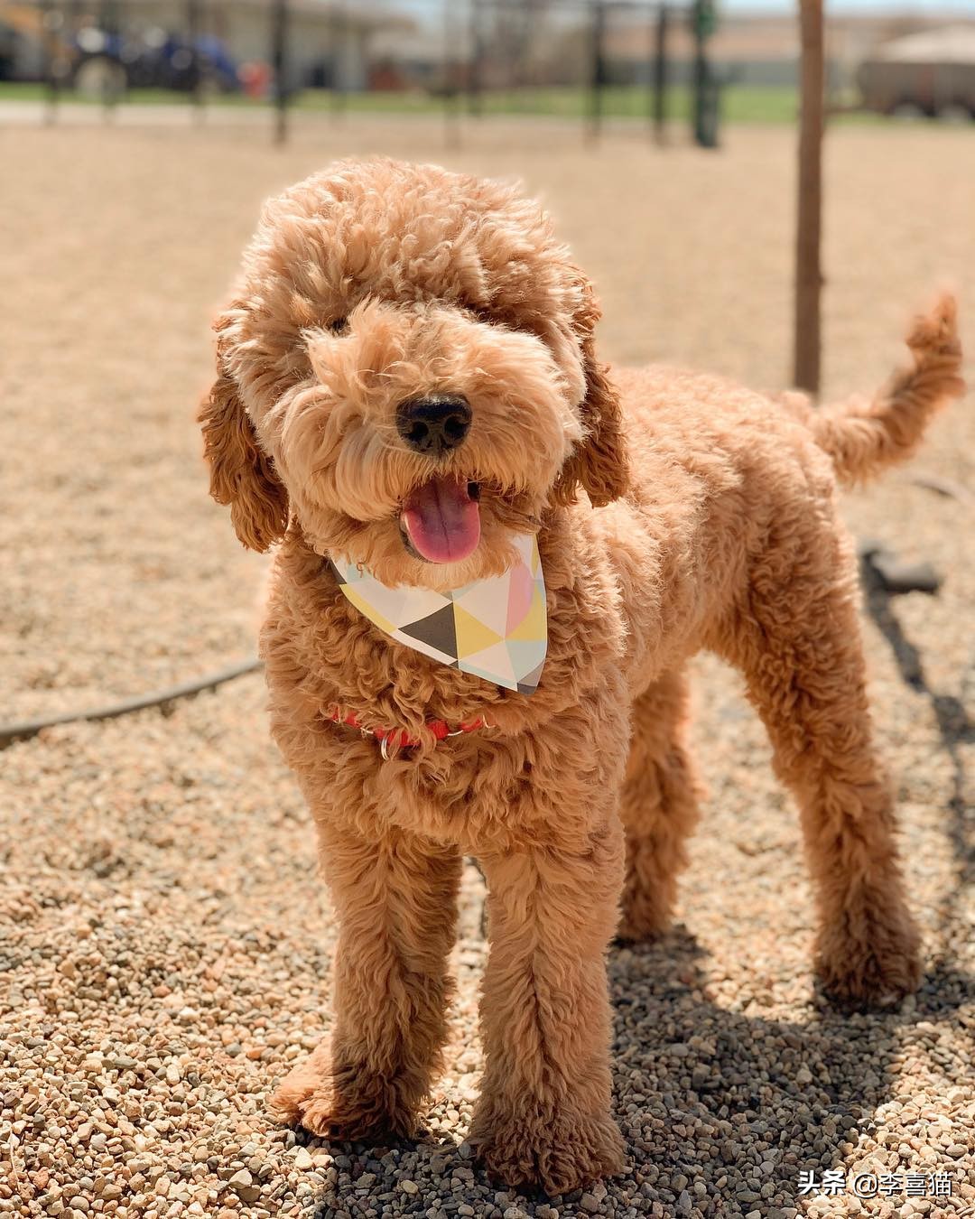 狗狗直立行走对它有什么危害吗,狗狗学站立对狗狗将来有多大危害