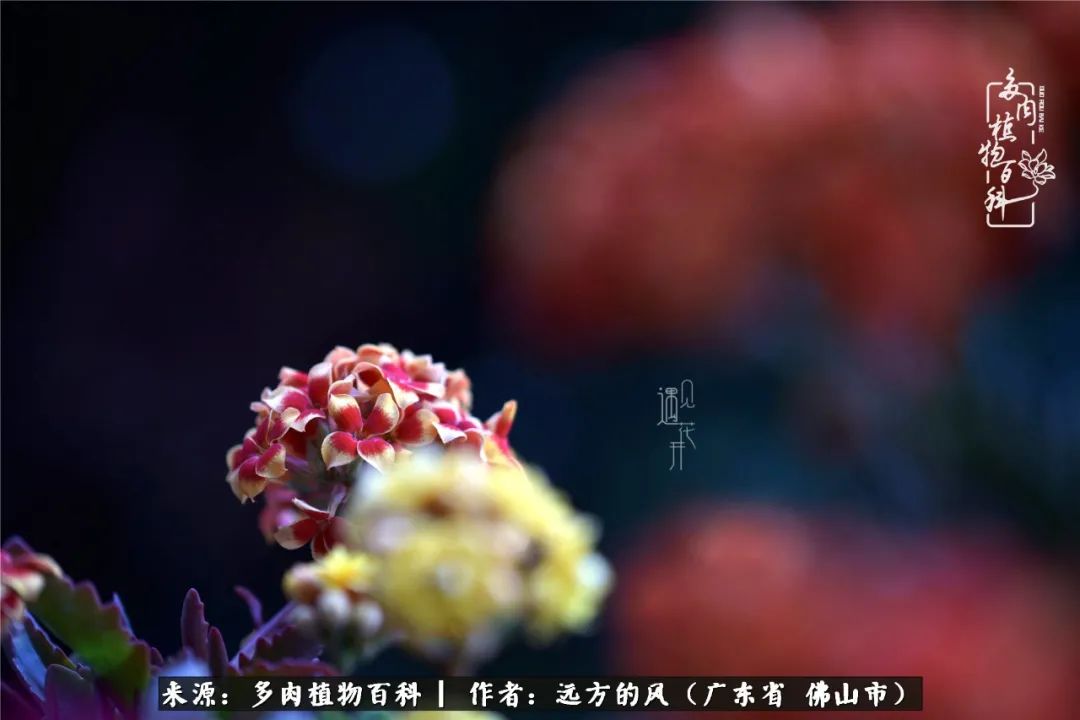 那些花儿在每个角落静静为你开着,那些花儿在每个角落静静地绽放