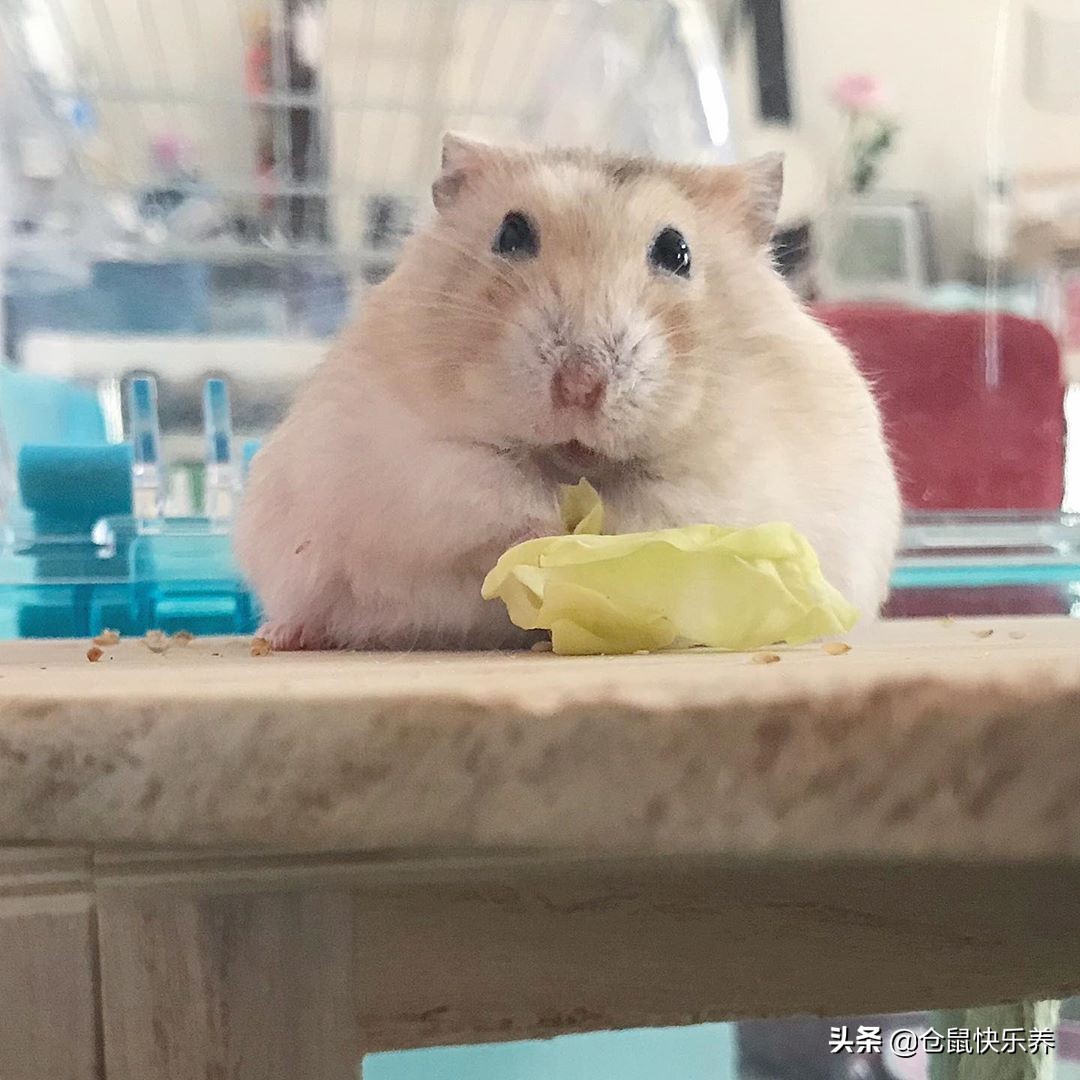 仓鼠也会挑食，不吃白菜改吃鼠粮后，鼠鼠表情萌化饲主