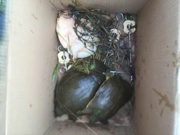 最简单最有效的钓甲鱼方法,甲鱼的正确钓法