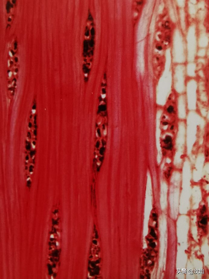 阴沉木和乌木是同一种木吗,阴沉木是什么木