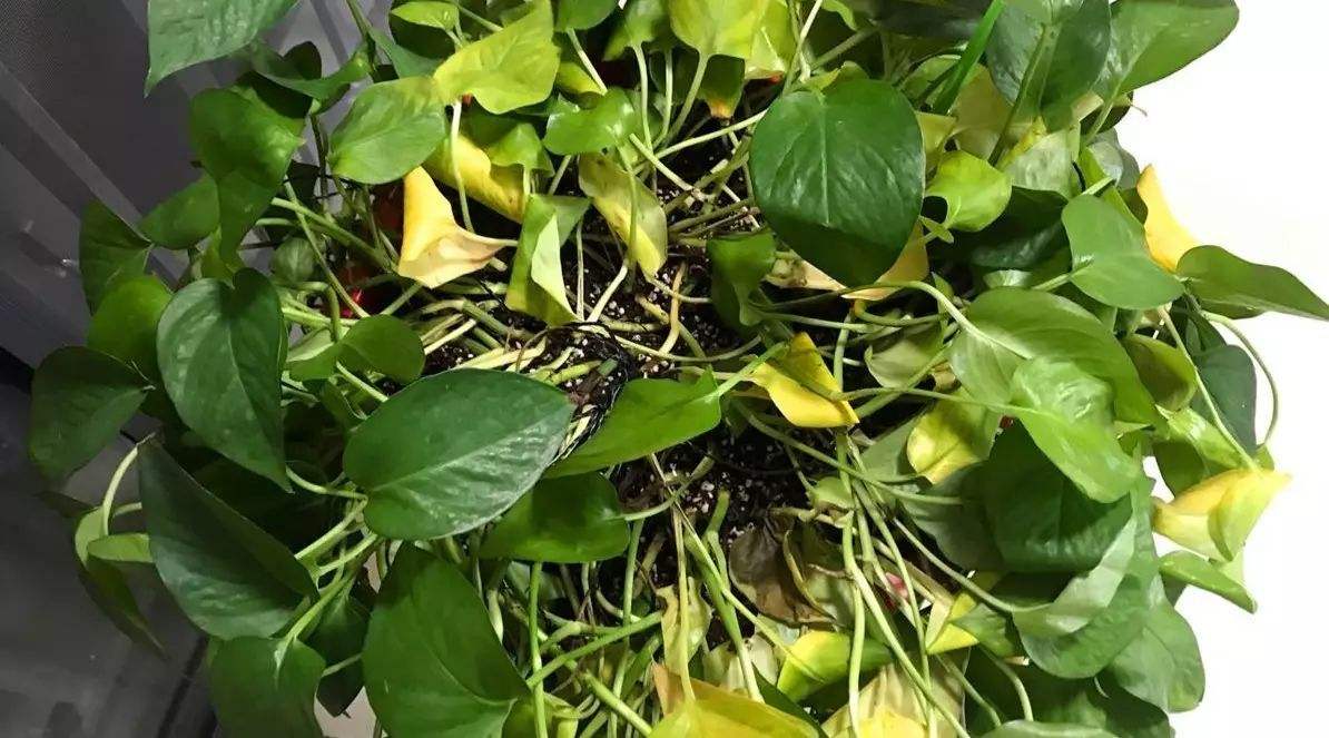 养殖绿萝为什么会黄叶子,绿萝出现黄叶怎么养