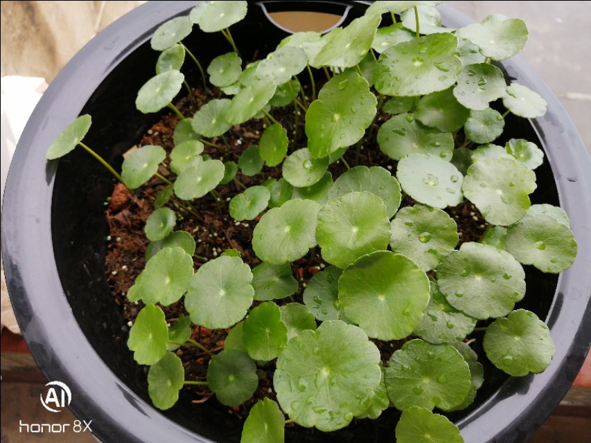 盆栽无花果夏天可以给它换盆吗,夏天买的金枝玉叶什么季节换盆