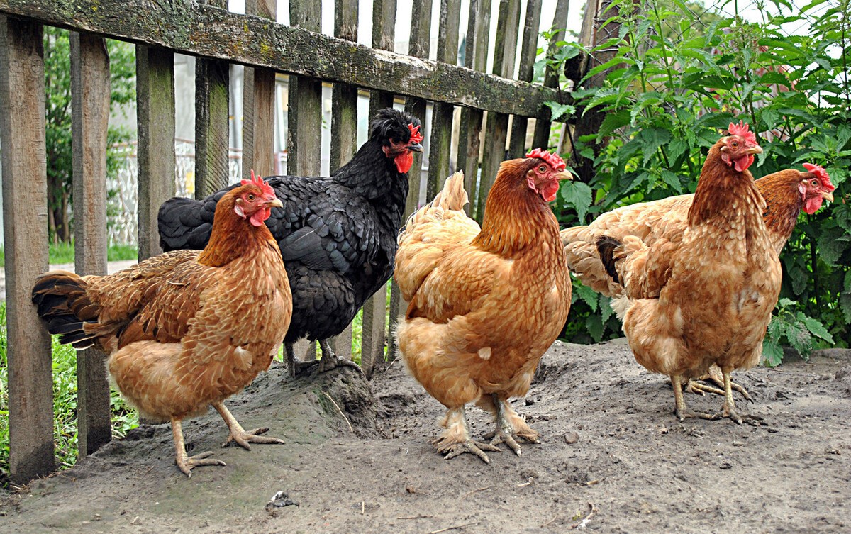 蛋鸡脱肛而死是什么原因,蛋鸡的屁股脱肛了怎么治