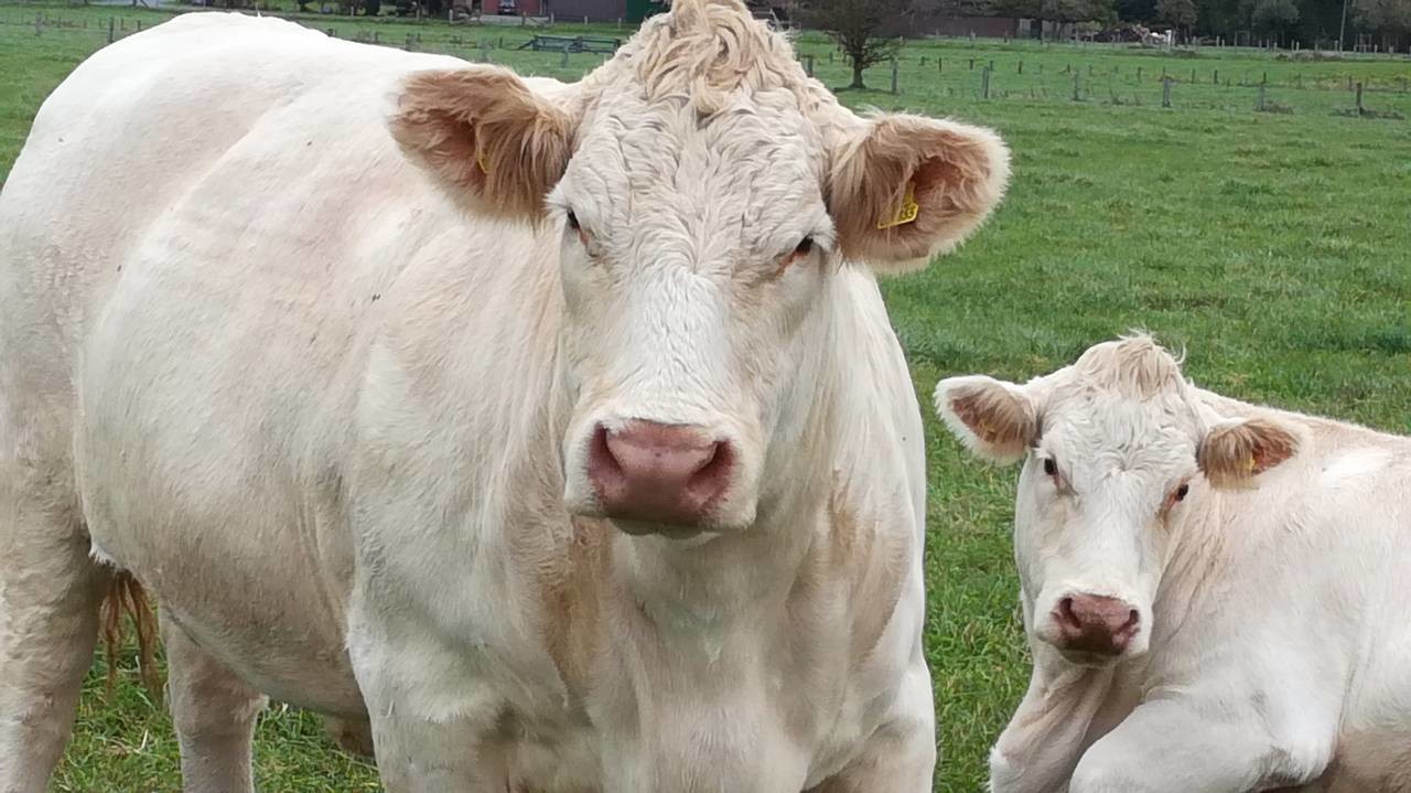 中西药结合治疗肉牛破伤风，同时饲养人员也要注意自身的防护