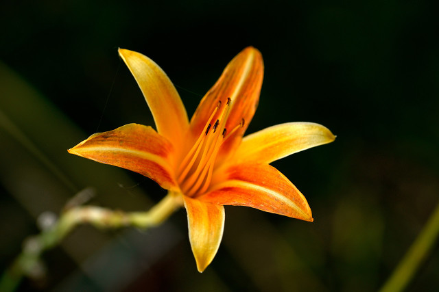 萱草花是母亲花吗,为什么萱草花被称为母亲之花