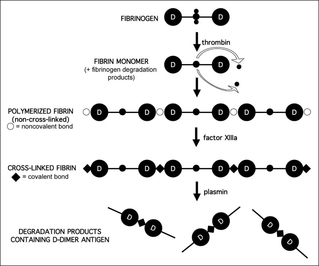 有关d二聚体的知识,关于d二聚体升高的一些解读