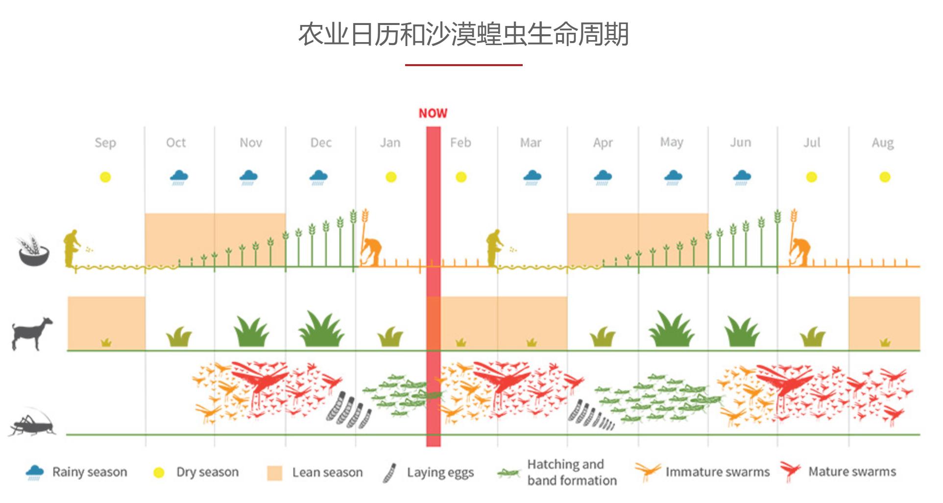 这次的蝗虫灾害为什么这么大,此次的蝗灾有多严重