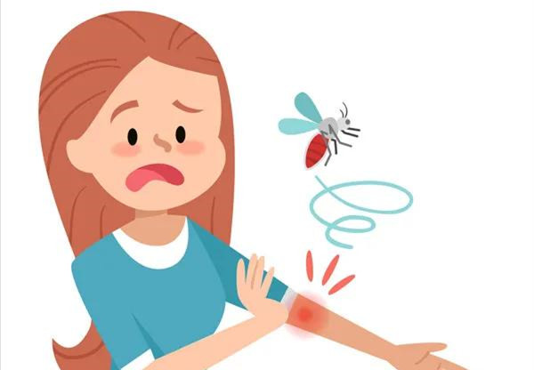 神似薄荷的养生药材,薄荷和其他中药同时煮