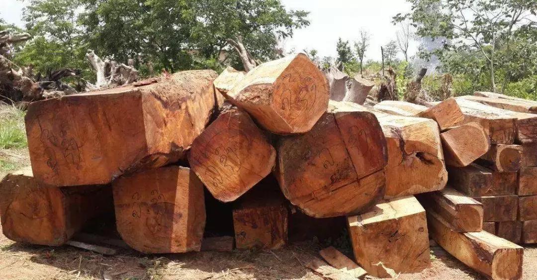 缅甸红木花梨多少钱一棵,缅甸花梨木在红木中的等级排名