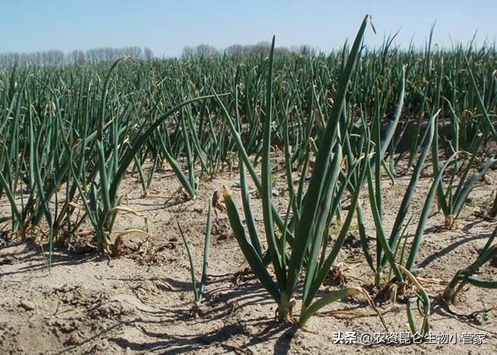 洋葱烂根,洋葱黄叶烂根是怎么了