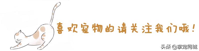 被宠物狗咬伤后的正确处理方法,狗咬伤处理指南