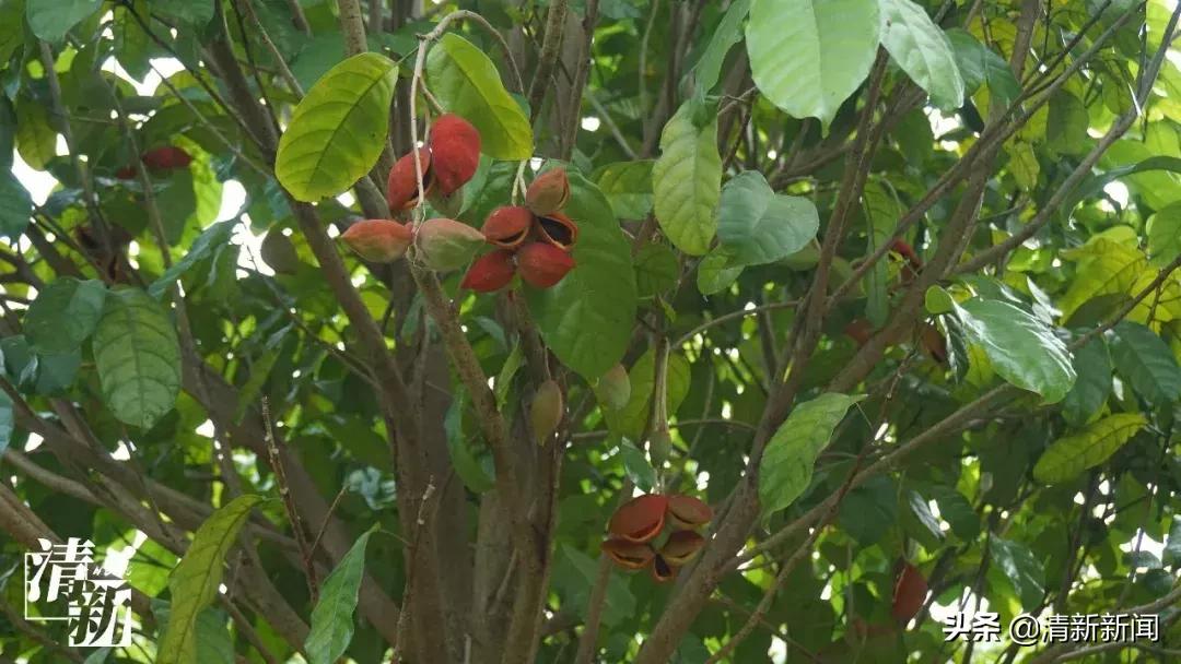 三坑人，妈妈喊你翻乡下吃“内藏果”了喂