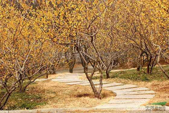 腊梅赏梅,腊梅观赏季节和观赏特点