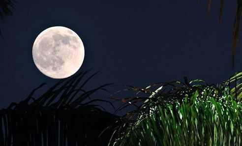 春天梅花开原创诗句,原创诗词梅开二度