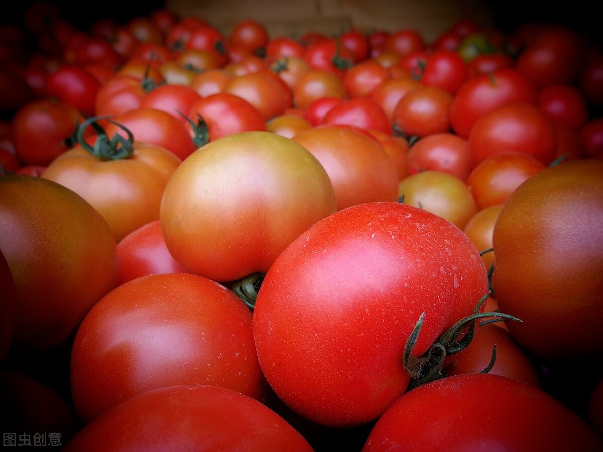 西红柿栽培技术ppt,西红柿栽培季节