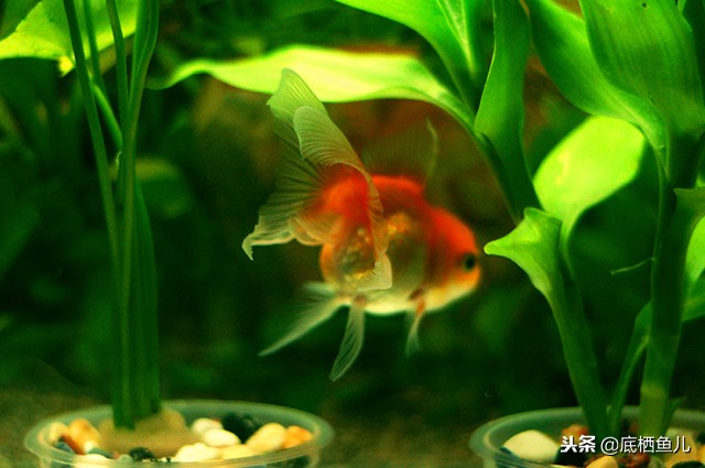 鱼眩晕怎么办呢,鱼腰偏头痛