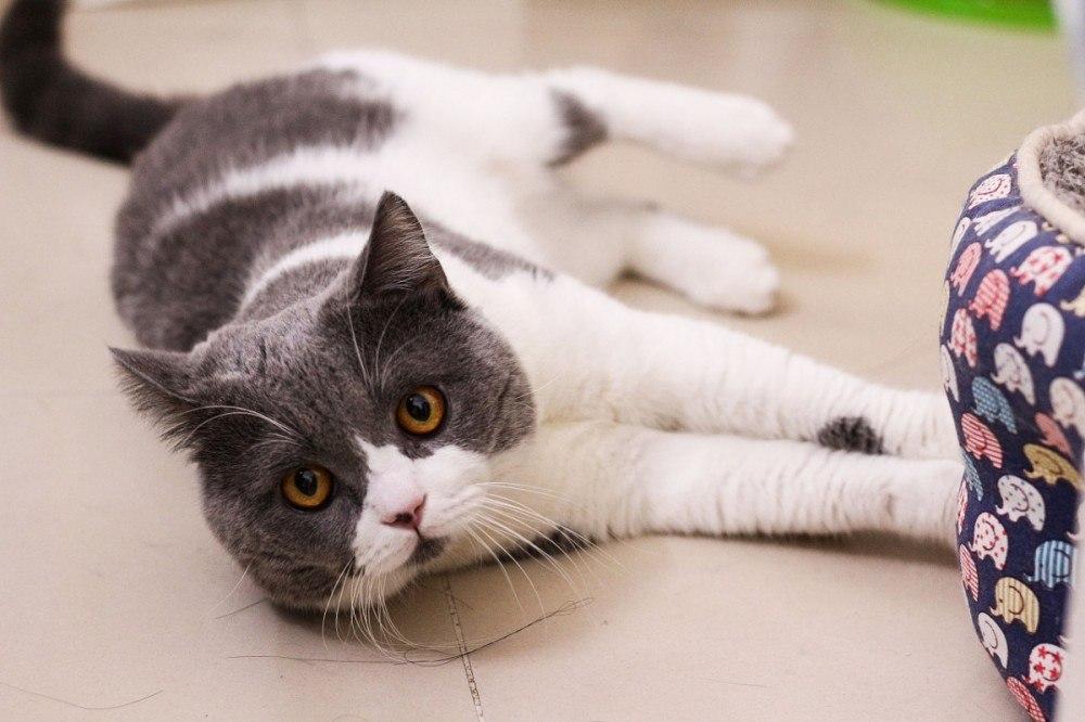 上一秒安静睡觉,下一秒疯狂跑酷,我家猫是不是脑子不正常?