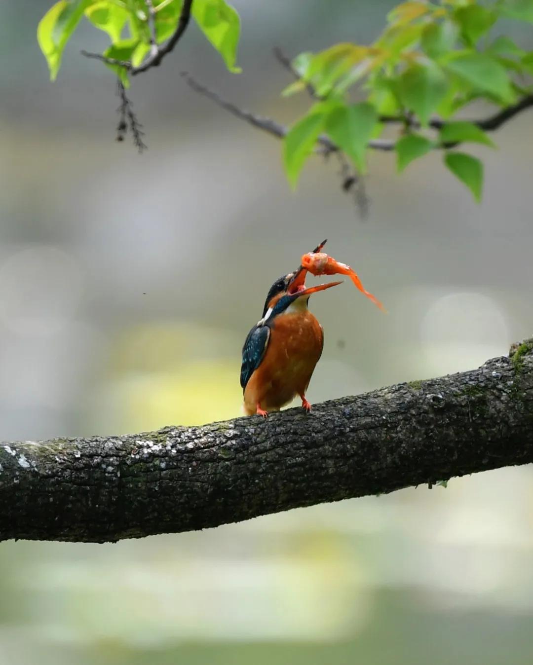 关于春日谷雨诗句,在谷雨诗词中留住最后一抹春色