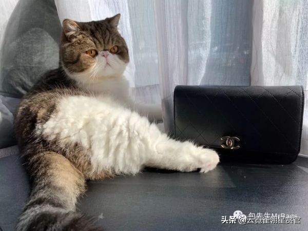 超好看的宠物包,好看又大的宠物包