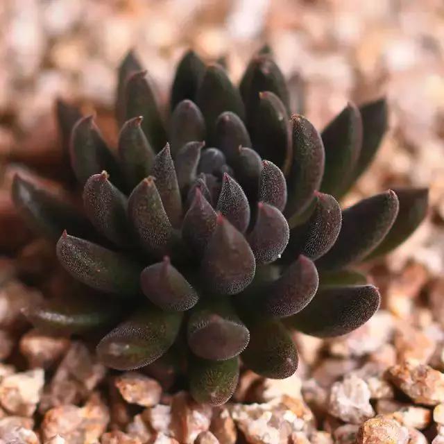 推荐轻松玩转100种常见多肉植物,700种多肉植物图鉴pdf百度云