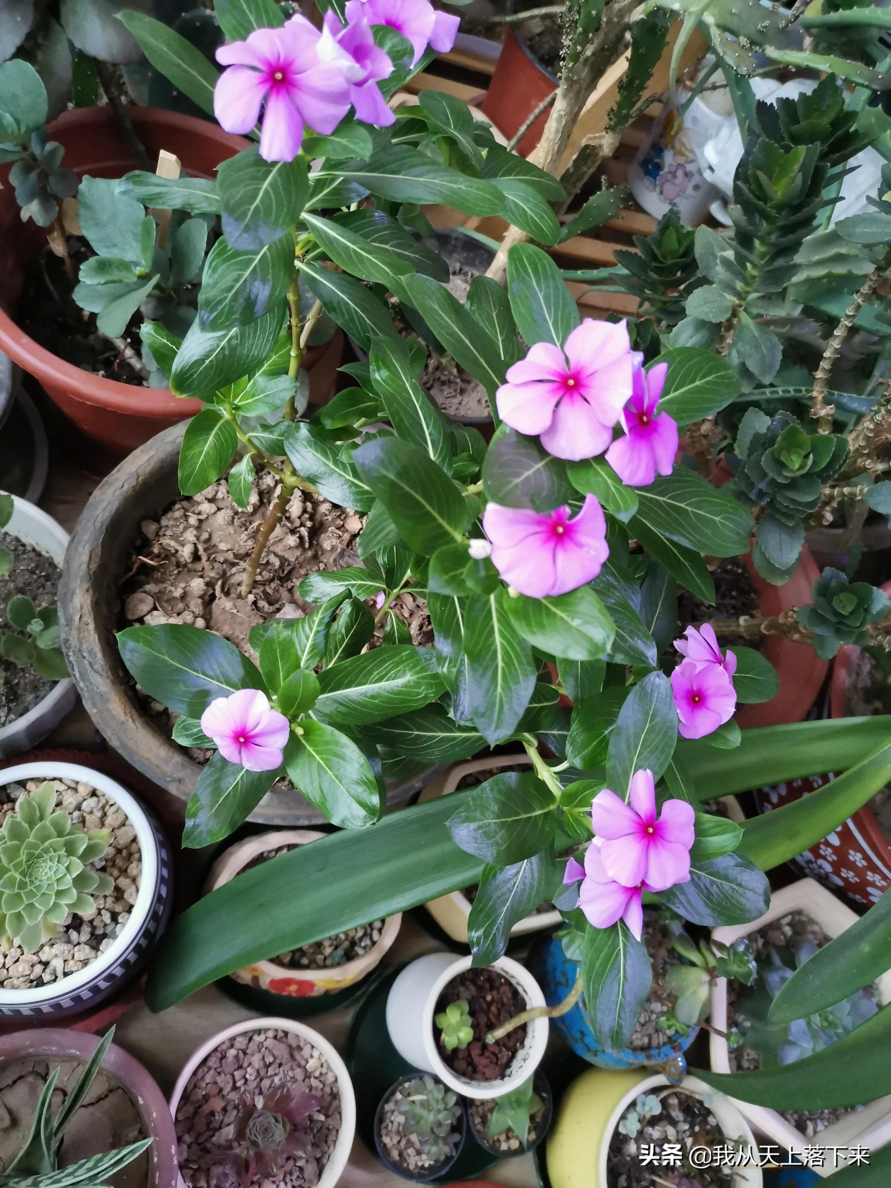 100张花朵美图,100张花图片大全