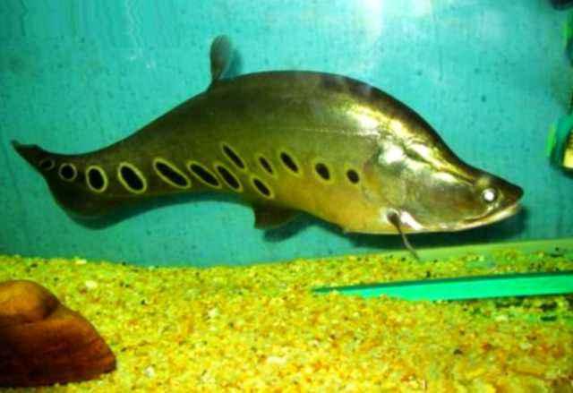 高锰酸钾给鱼缸消毒多久可以放鱼,鱼缸内放高锰酸钾对鱼有没有伤害