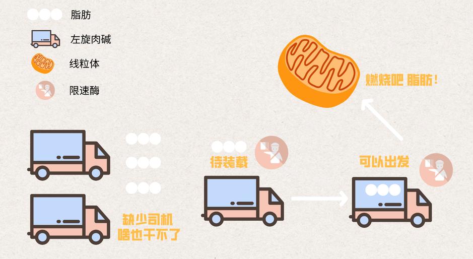 左旋肉碱和共轭亚油酸怎么搭配,左旋肉碱配合运动减肥效果明显吗