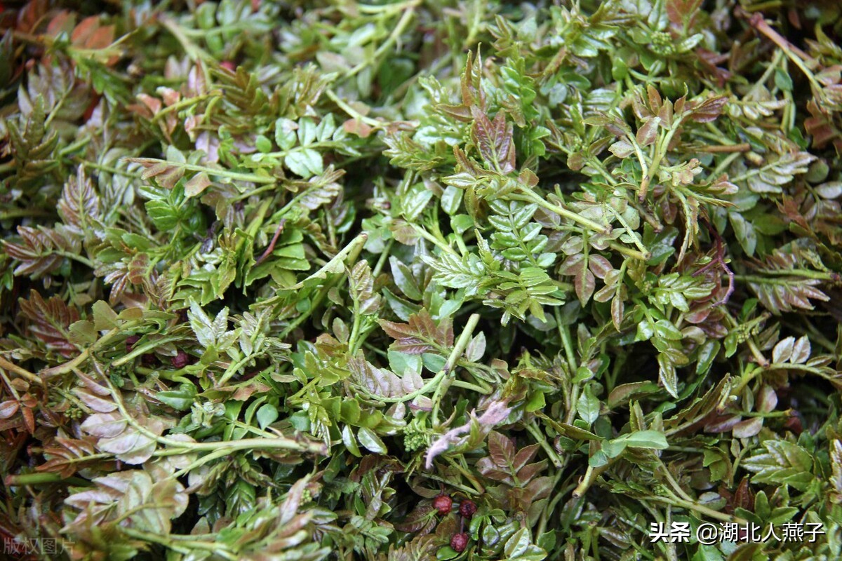 各种可以吃的野菜图片大全及名称 (100种野菜图片大全和名称和吃法)