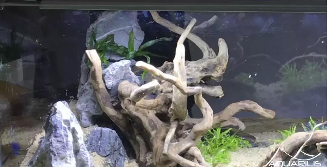 草缸造景教程：这个缸居然能装下一头“犀牛”？