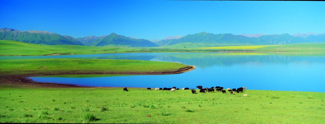 山丹军马场世界第一大军马场,亚洲第一马场山丹军马场直播