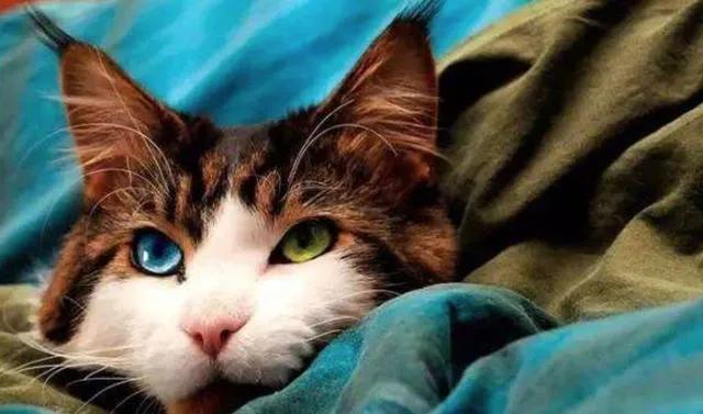 猫咪眼睛的神奇之处,猫咪黄眼睛和琥珀眼睛的区别