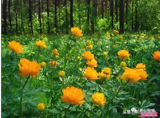 《老有老的骄傲》,送给群里的朋友