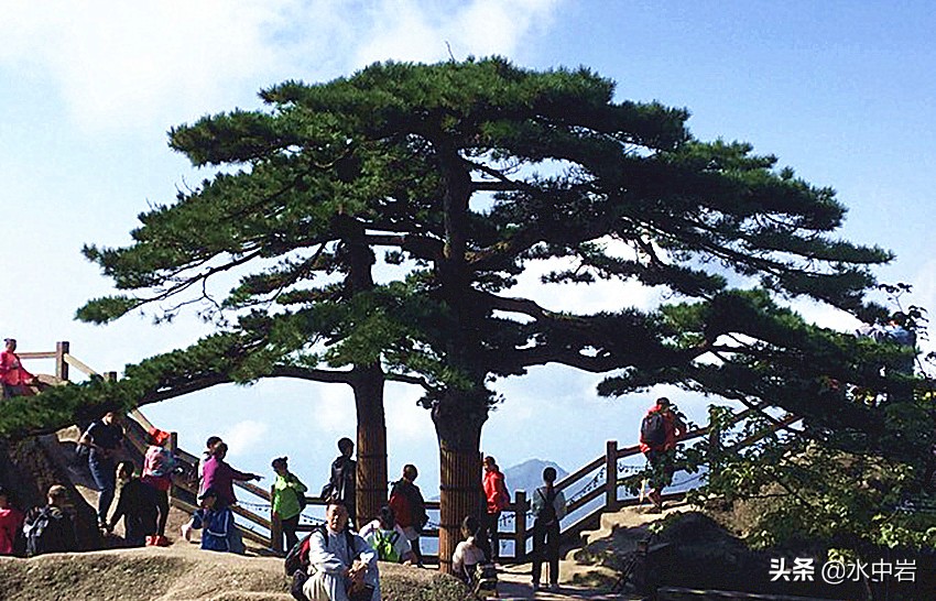 黄山的十大奇松介绍,黄山七十二峰