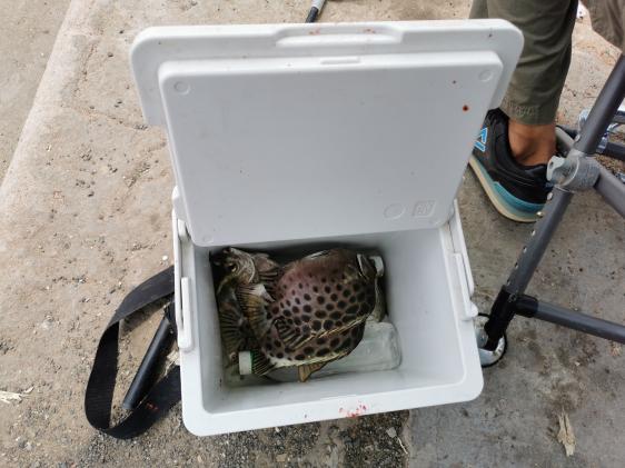 廉江龙营钓鱼视频,湛江市遂溪草潭码头钓鱼视频