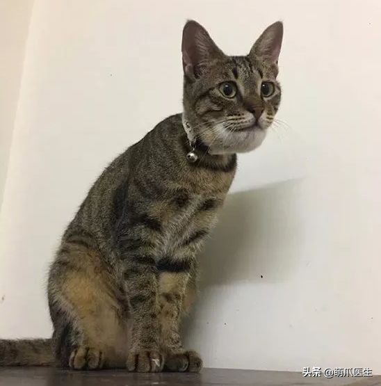 猫咪被蜜蜂蜇了症状怎么办,猫被蜜蜂蜇了怎么办