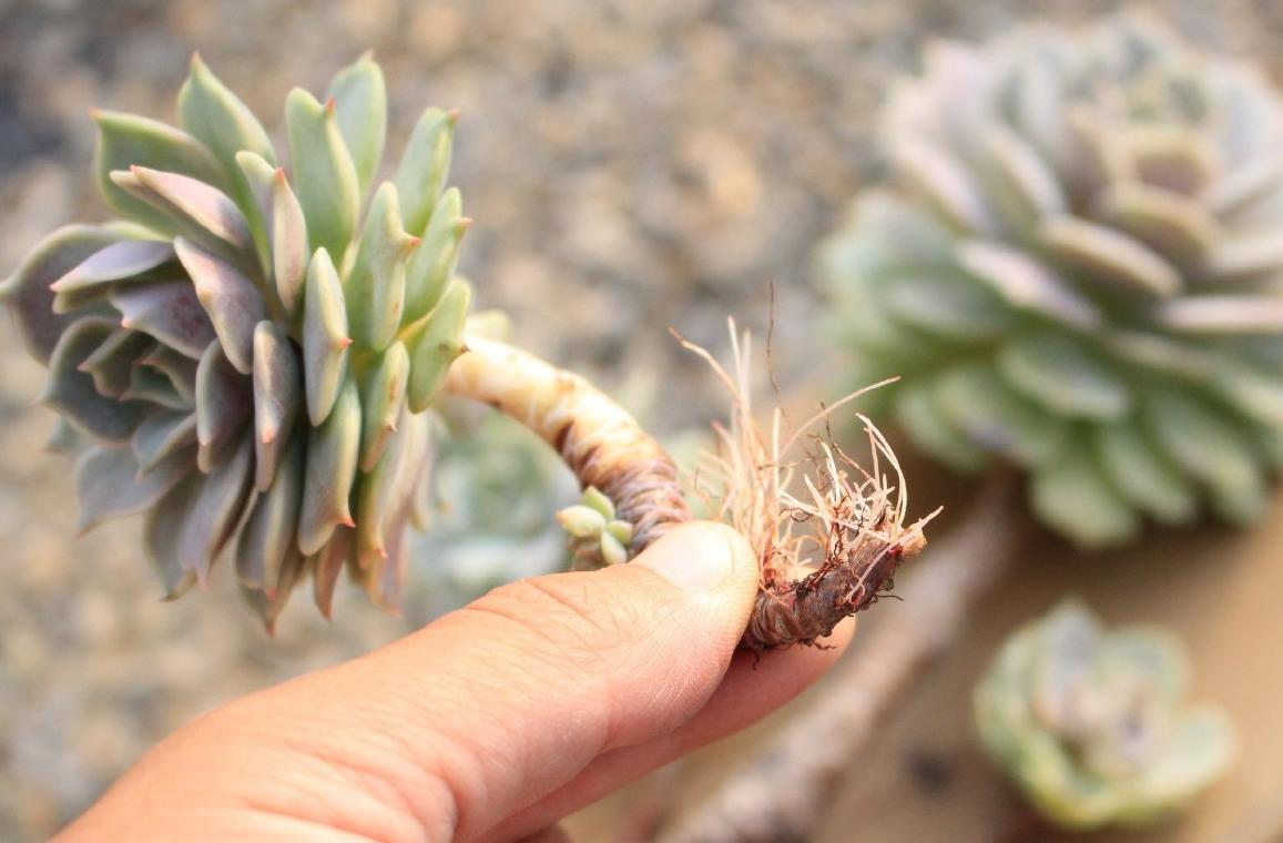 多肉不服盆僵苗了,多肉两个月不服盆僵苗怎么办