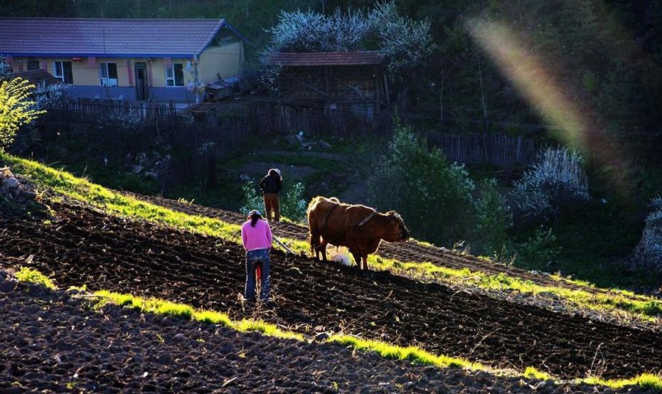 「原创诗词」金子正|秋风不是无情客一岭黄花照眼明