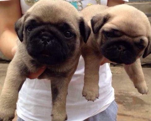 巴哥犬多少钱一只法斗,想买一只成年巴哥犬