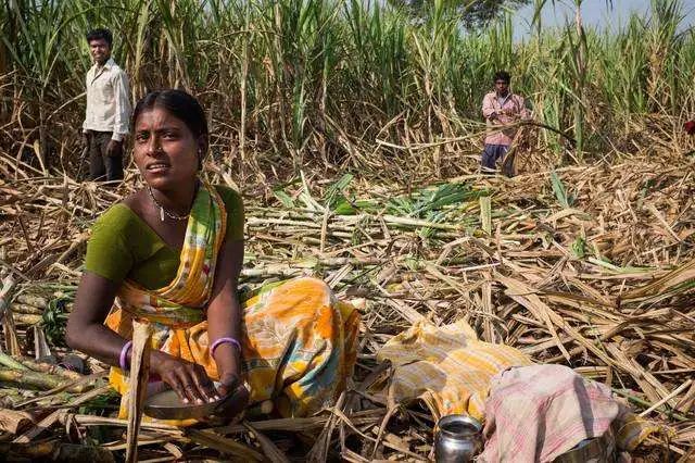 印度威士忌,印度威士忌哪款最好
